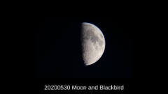 20200530 Moon and Blackbird